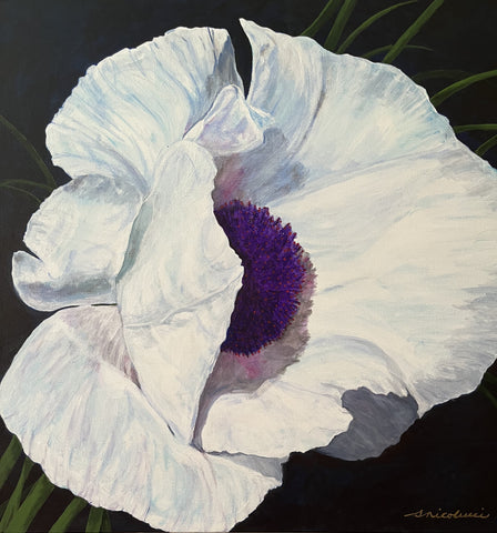 White Poppy