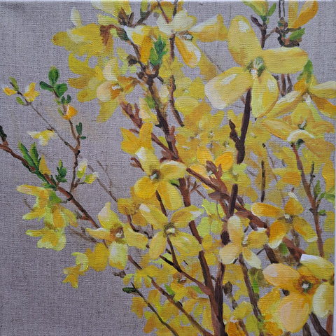 Forsythia