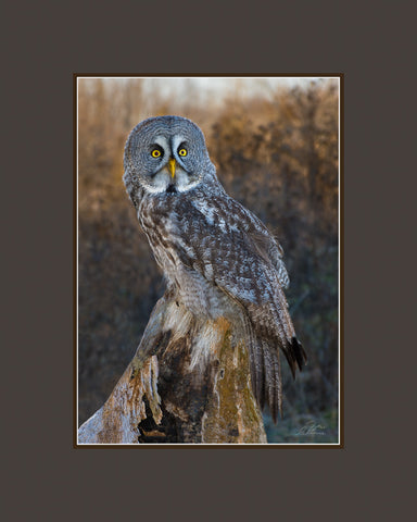 Matted Print - The Great Grey Owl