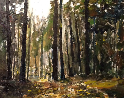 Forest Light, Warbler Woods