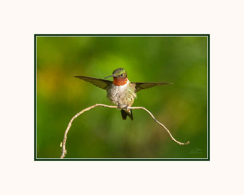 Limited Edition Matted Print - Little Wings
