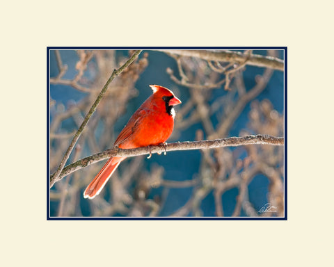 Matted Print - Red Cardinal