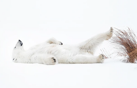 Tundra Naps