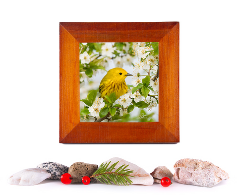 Among Tree Blossoms (Yellow Warbler)