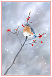Nature Art Cards - Winter